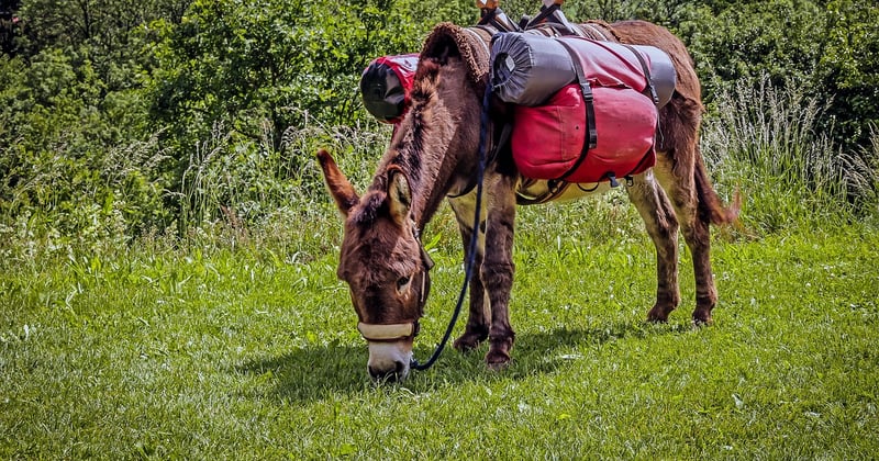 Randonnée avec ânes en famille en France : l'aventure nature à vivre