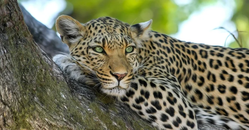 La faune au-delà des Big Five
